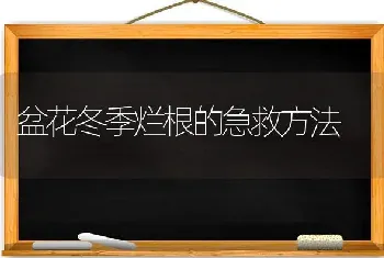 盆花冬季烂根的急救方法