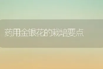 药用金银花的栽培要点