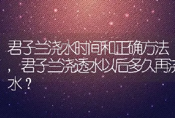 君子兰浇水时间和正确方法