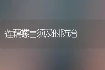 莲藕螺害须及时防治