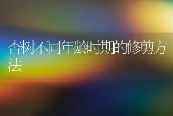 杏树不同年龄时期的修剪方法