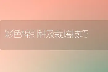 彩色棉引种及栽培技巧