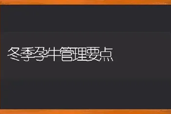 冬季孕牛管理要点