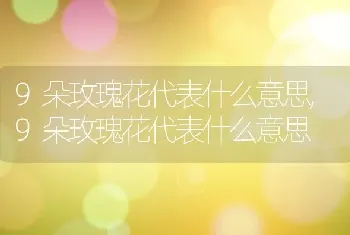 9朵玫瑰花代表什么意思