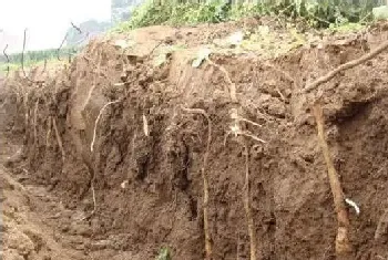 高质量山药种植环境要求