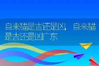 自来猫是吉还是凶,自来猫是吉还是凶广东