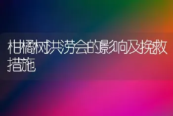 柑橘树洪涝会的影响及挽救措施