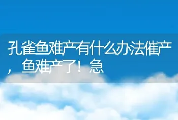 孔雀鱼难产有什么办法催产