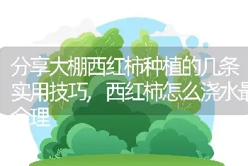 分享大棚西红柿种植的几条实用技巧