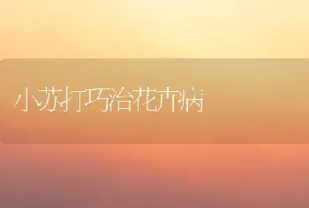 小苏打巧治花卉病