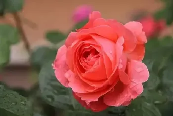 月季花的花语是什么