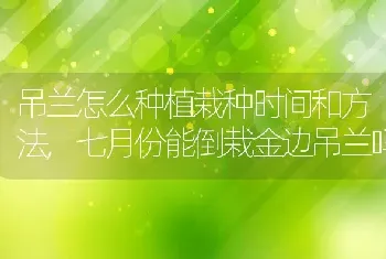 吊兰怎么种植栽种时间和方法