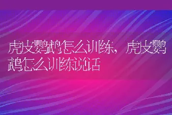 虎皮鹦鹉怎么训练