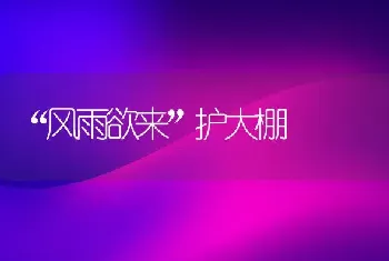 “风雨欲来”护大棚