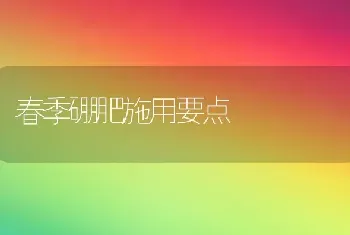 春季硼肥施用要点