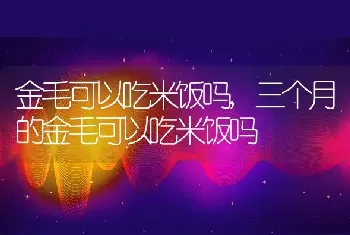 金毛可以吃米饭吗