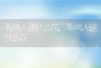 看病人送什么花