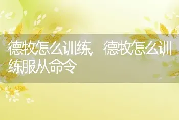 德牧怎么训练,德牧怎么训练服从命令