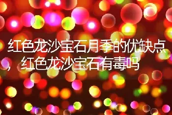 红色龙沙宝石月季的优缺点