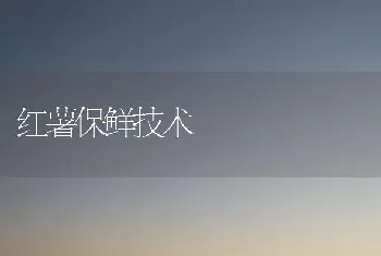 红薯保鲜技术