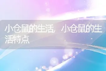 小仓鼠的生活,小仓鼠的生活特点