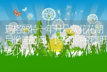 玛格丽特一年开几次花花期月份与时间