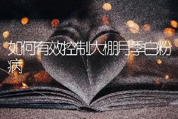 如何有效控制大棚月季白粉病