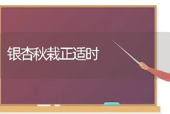 银杏秋栽正适时