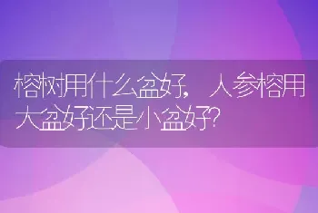 榕树用什么盆好