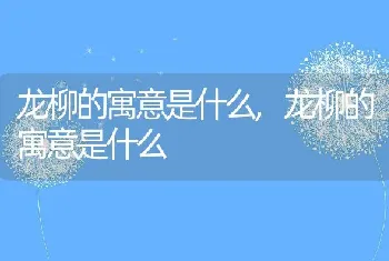 龙柳的寓意是什么