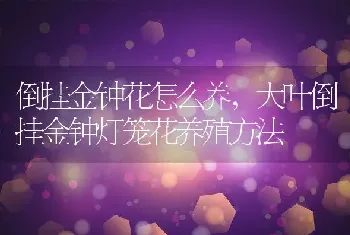 倒挂金钟花怎么养