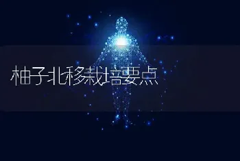 柚子北移栽培要点