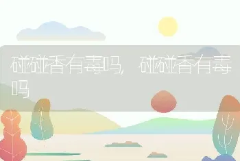 碰碰香有毒吗