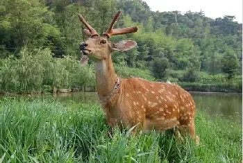 梅花鹿养殖前景和风险提醒