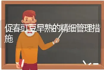 促春豇豆早熟的精细管理措施