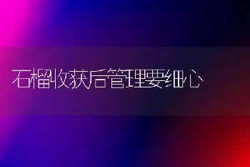 石榴收获后管理要细心