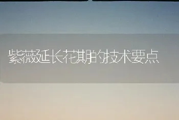 紫薇延长花期的技术要点