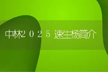 中林2025速生杨简介