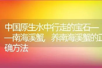 中国原生水中行走的宝石——南海溪蟹