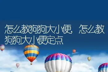 怎么教狗狗大小便,怎么教狗狗大小便定点