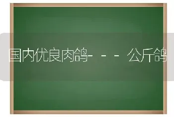 国内优良肉鸽---公斤鸽