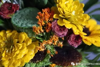 中国的国花是什么花