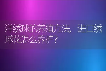 洋绣球的养殖方法