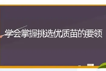 学会掌握挑选优质苗的要领