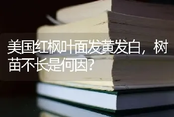 美国红枫叶面发黄发白,树苗不长是何因?