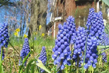 葡萄风信子一年开几次花