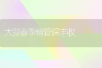 大蒜春季精管保丰收