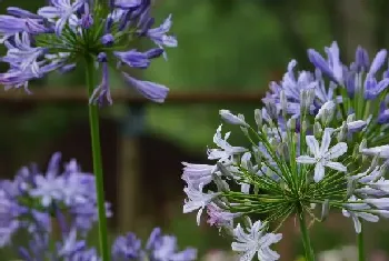 百子莲的种子怎么培育