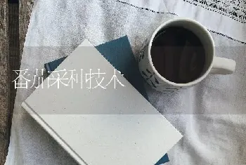 番茄采种技术