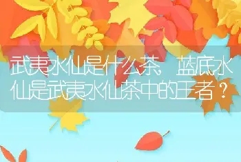 武夷水仙是什么茶